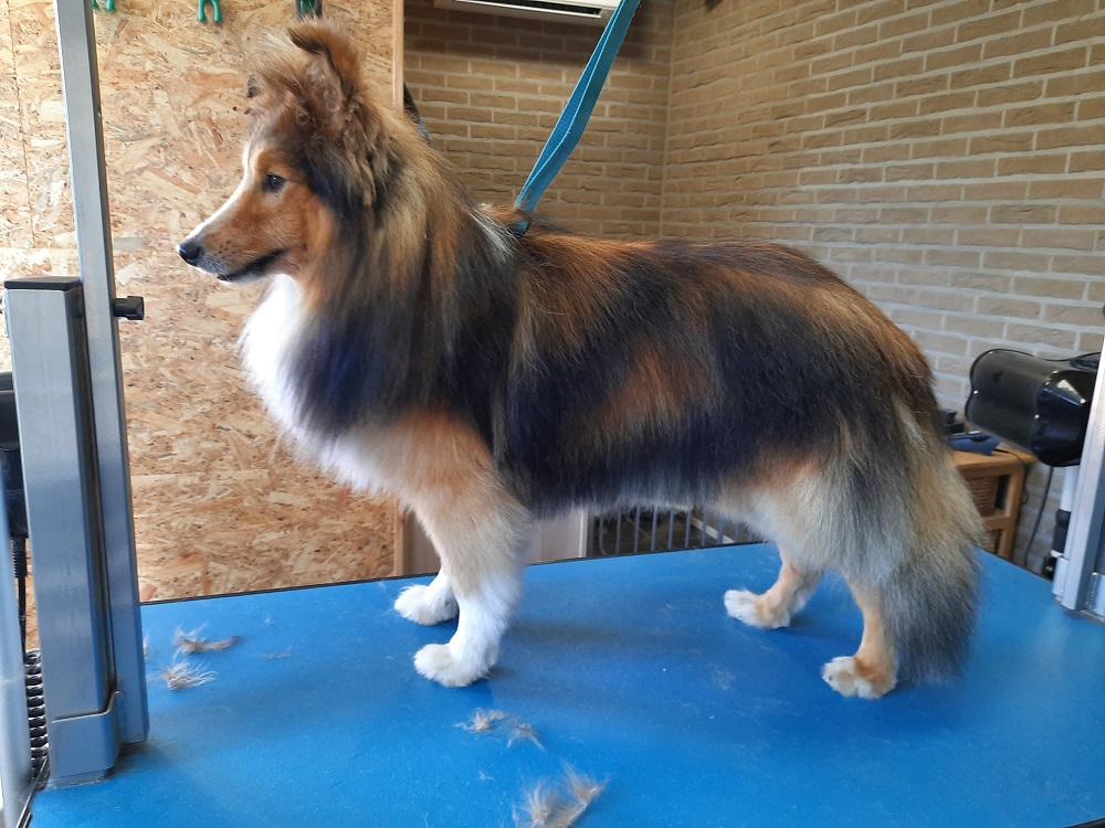 foto-gallerij sheltie