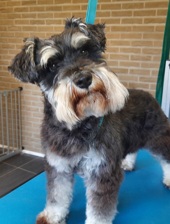 foto-gallerij schnauzer